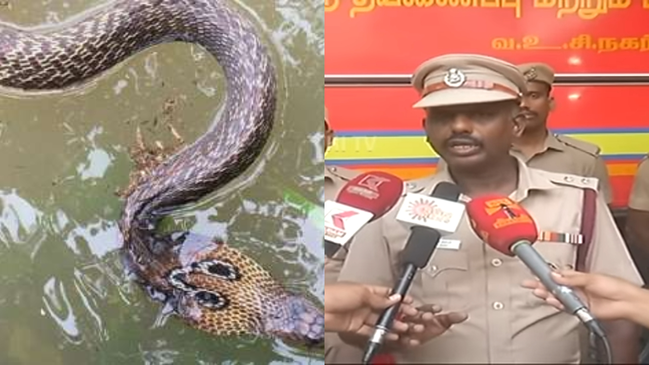 snake